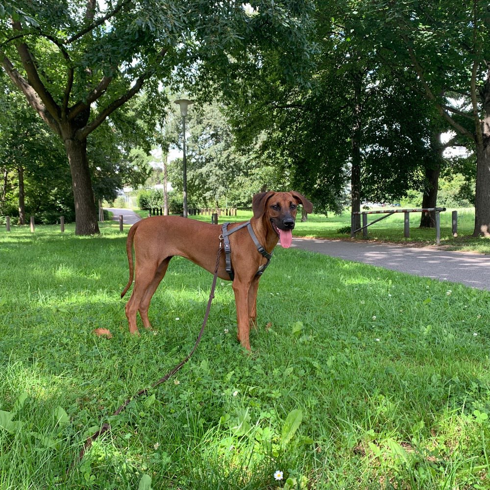 Hundetreffen-Spielfreunde-Profilbild