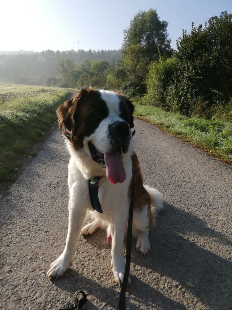 Hundetreffen-Treffen zum Gassi gehen und spielen. Wir haben ein eingezäunten Garten am Waldrand-Profilbild