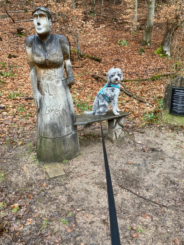 Hundetreffen-Gassirunde-Profilbild