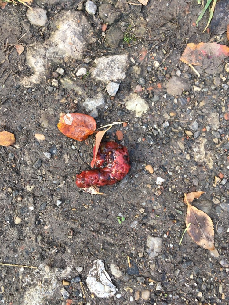 Giftköder-Roter Giftköder?-Profilbild