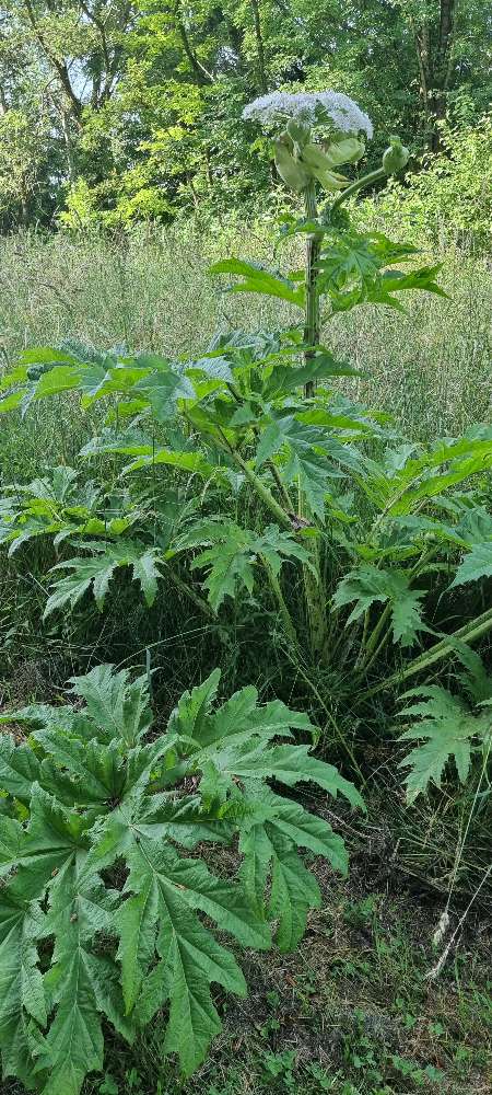 Giftköder-Riesenbärenklau am Regattasee-Profilbild