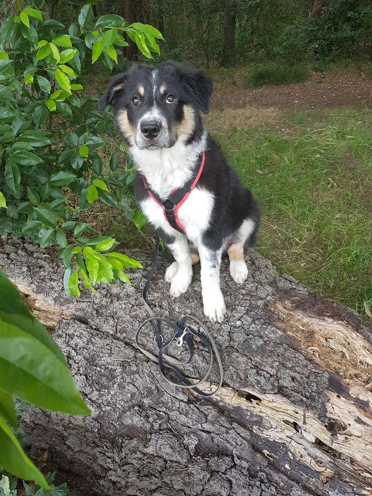 Hundetreffen-Hundefreunde finden😊😊-Profilbild