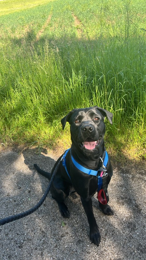 Hundetreffen-Gassi und Spielrunden :)-Profilbild