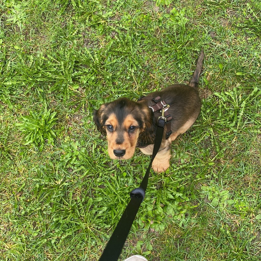 Hundetreffen-Gassirunde-Profilbild