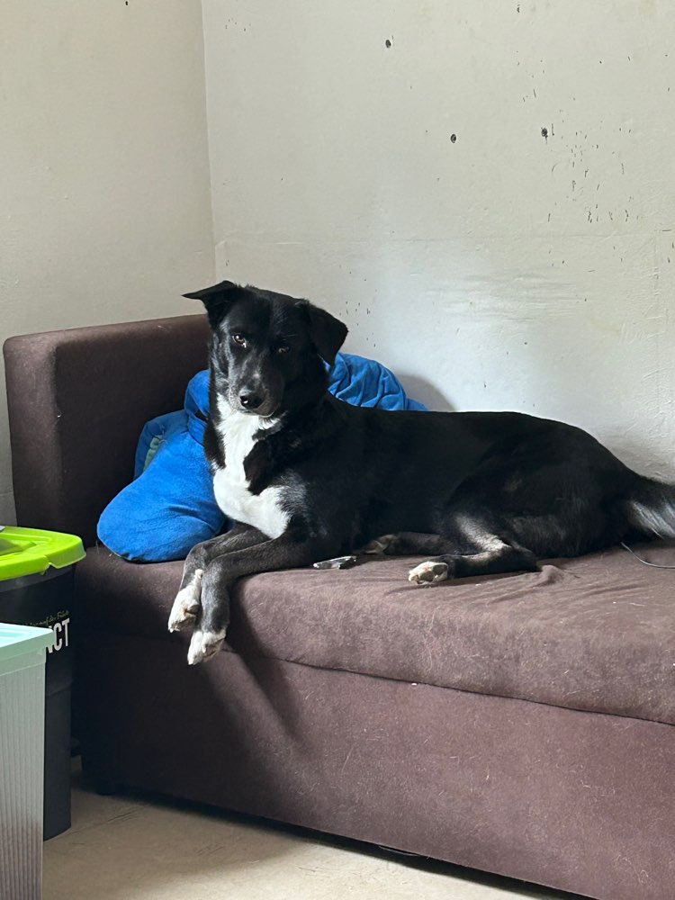 Hundetreffen-Suche entspannte gassi treffen für meine Hündin-Profilbild