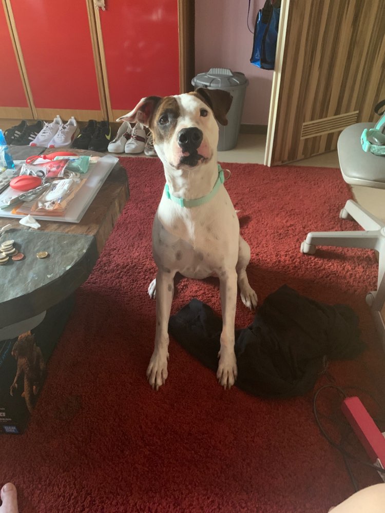 Hundetreffen-Gassi gehen-Profilbild