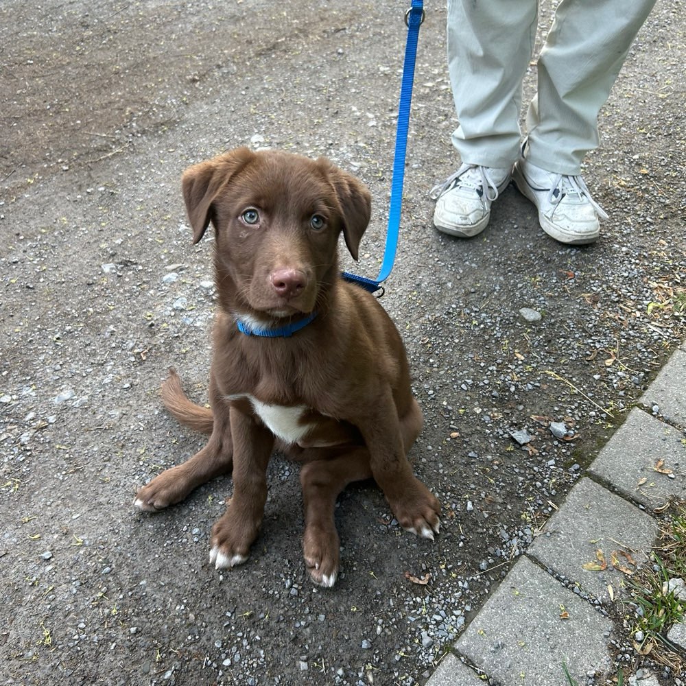 Hundetreffen-Gassi gehen-Profilbild