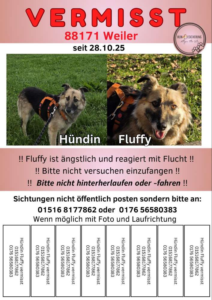 Suchmeldung-Fluffy-Profilbild