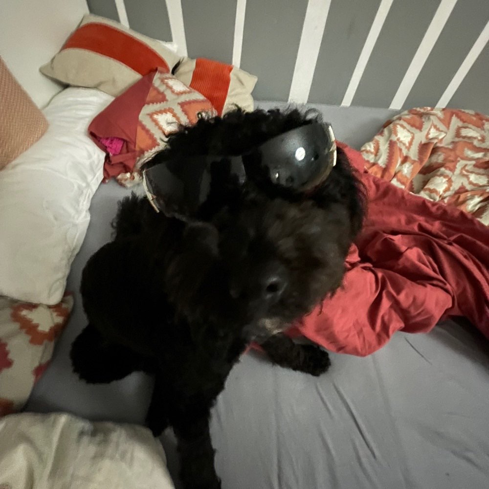 Hundetreffen-Gemeinsames Gassi gehen-Profilbild