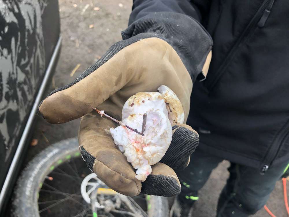 Giftköder-Giftköder/Styroporball mit Nägeln-Profilbild