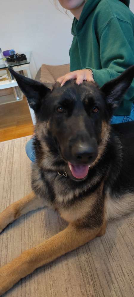 Hundetreffen-Gassi mit Freilauf-Profilbild