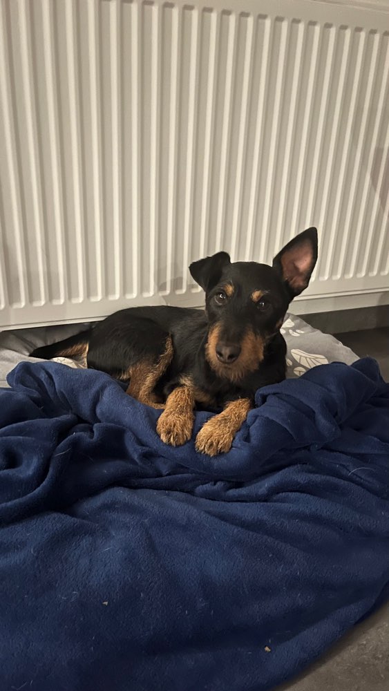 Hundetreffen-Spaziergänge/Stadttraining..-Profilbild