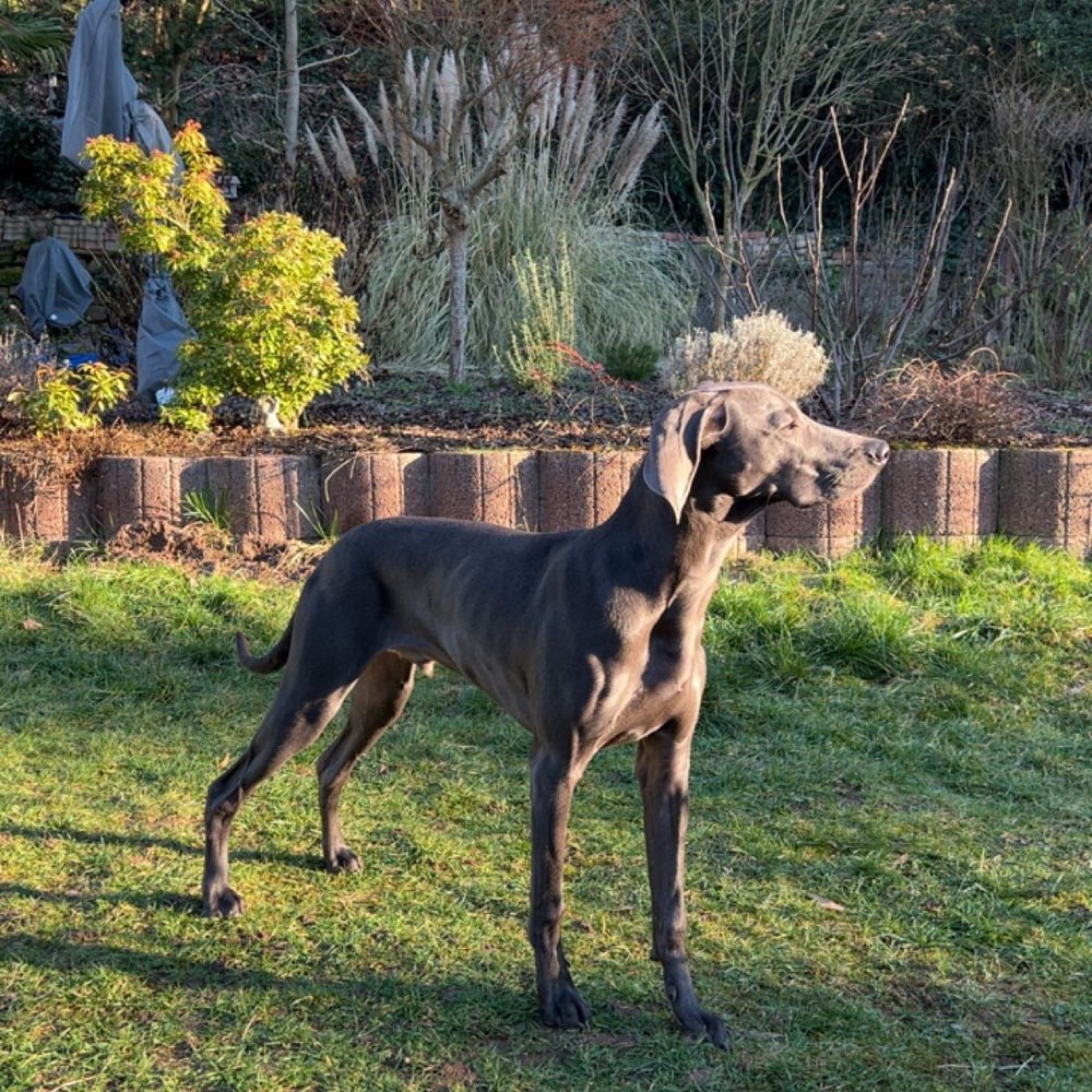 Hundetreffen-Gassirunde-Profilbild