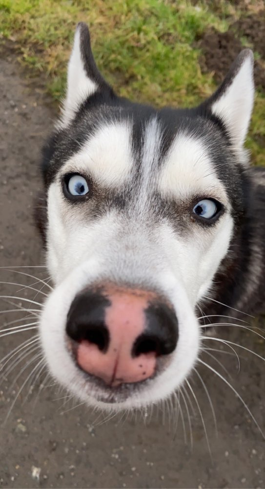 Hundetreffen-Neue Hundefreunde-Profilbild