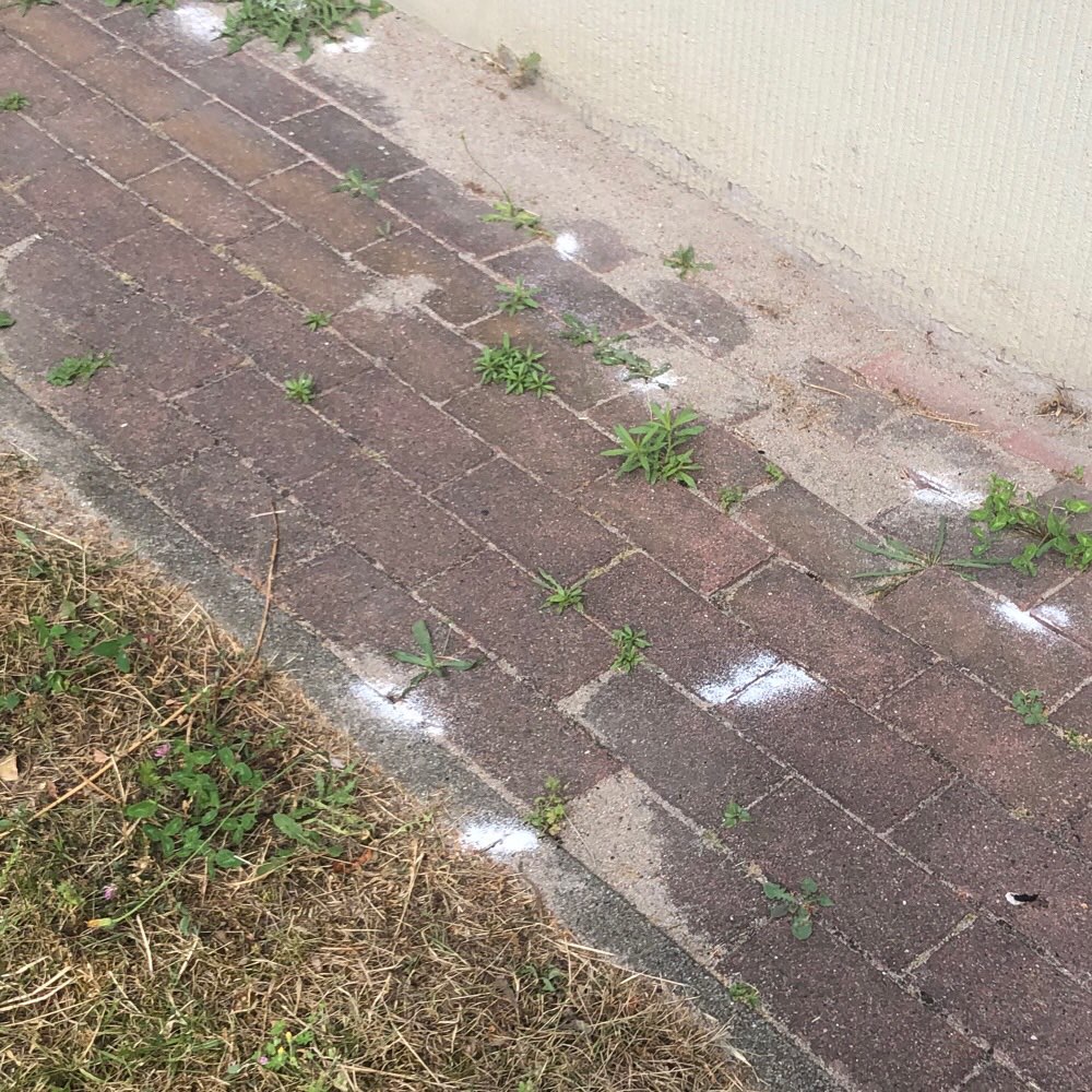 Giftköder-white pulver-Profilbild