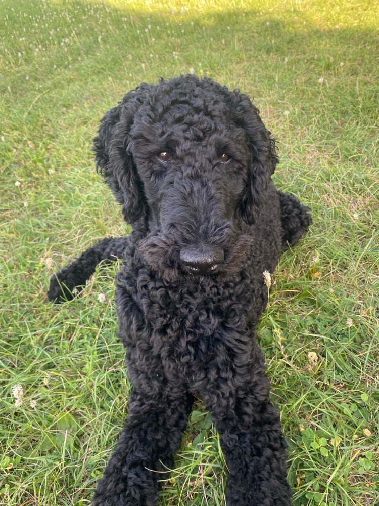 Hundetreffen-Social-Walk und Trauningsmöglichkeit-Profilbild