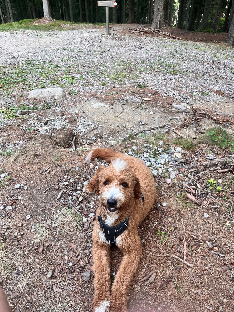 Hundetreffen-Gassirunde und Spieletreff-Profilbild
