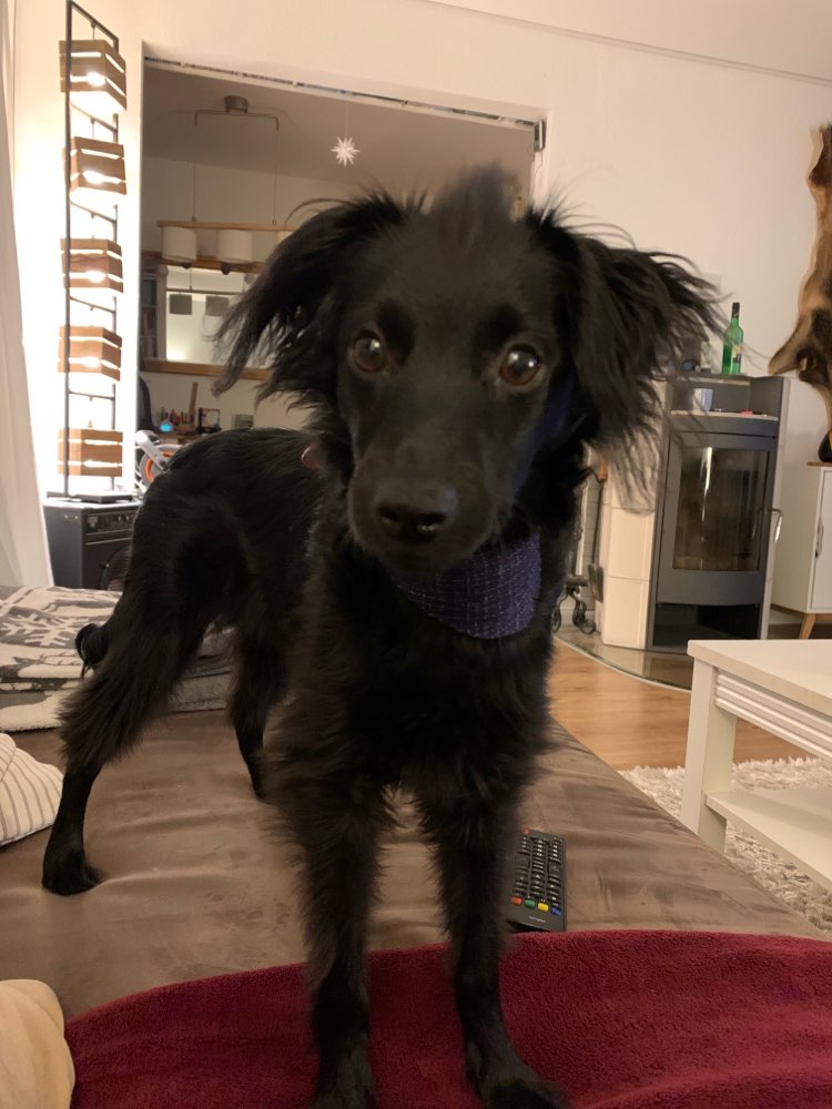 Hundetreffen-Spazieren im Rantzauer Forst-Profilbild