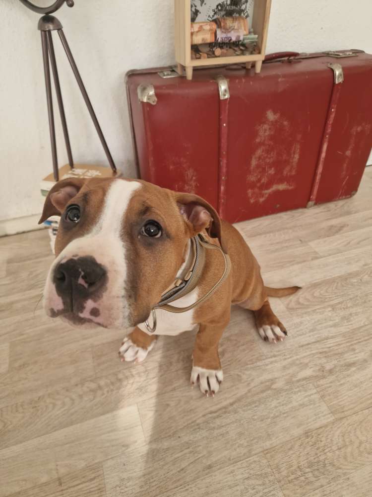 Hundetreffen-Welpen/junghund treffen Grunewald/Stößensee-Profilbild