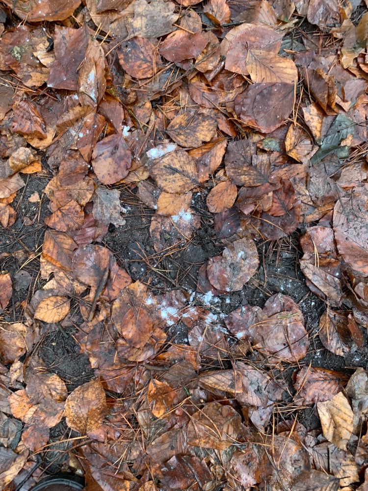 Giftköder-Eventuell Rattengift | Weißes Pulver-Profilbild