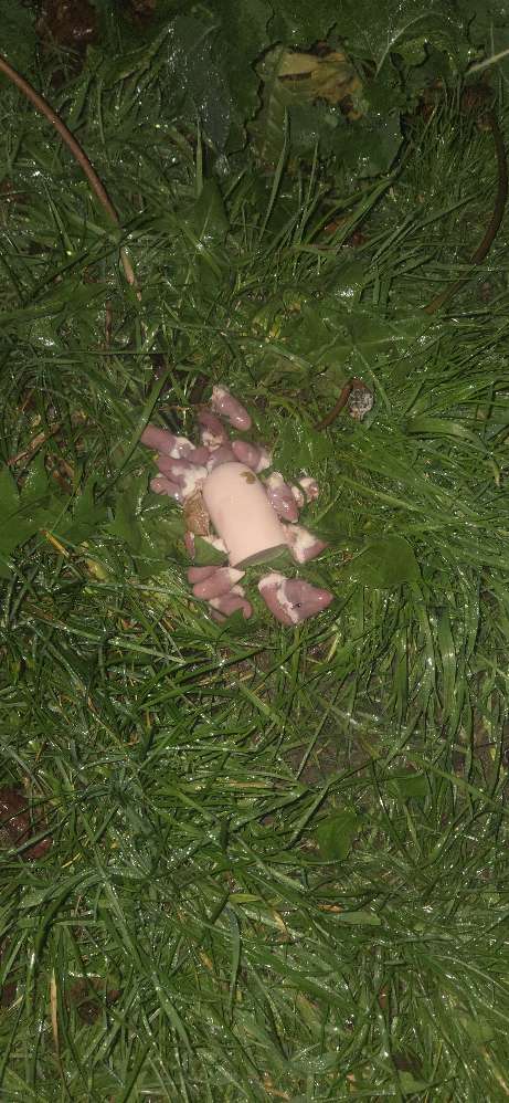 Giftköder-Möglicherweise Giftköder?!-Profilbild