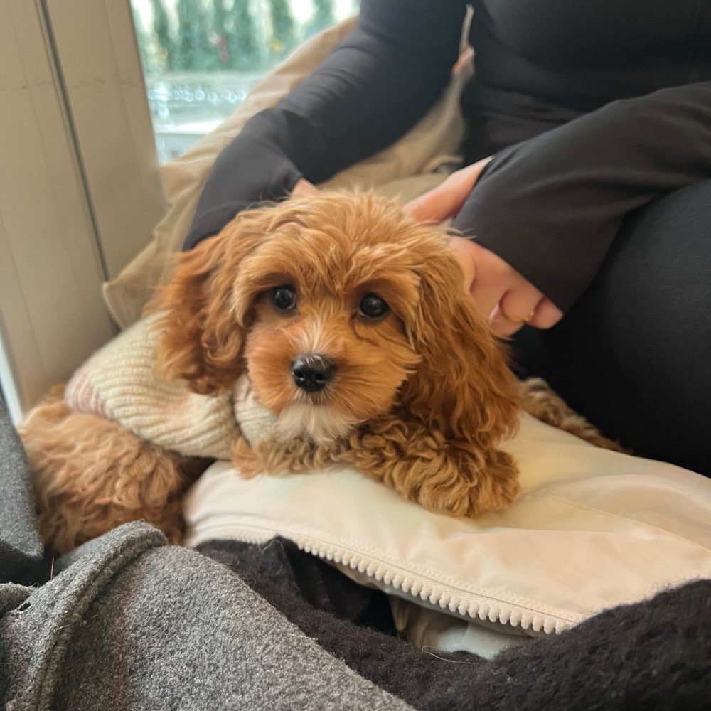 Hundetreffen-Hundefreund/in-Profilbild