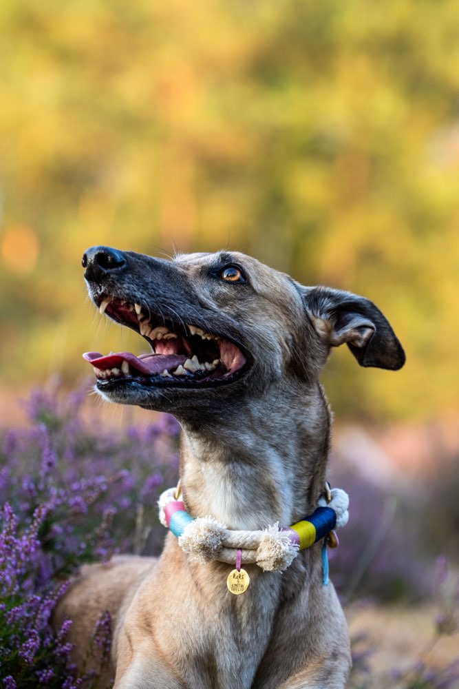Hundetreffen-Gassirunde zum Kontakte knüpfen :)-Profilbild