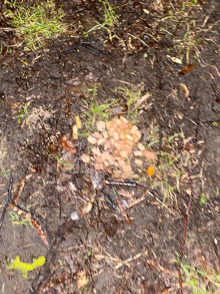 Giftköder-Nassfutter im Schillerpark-Profilbild