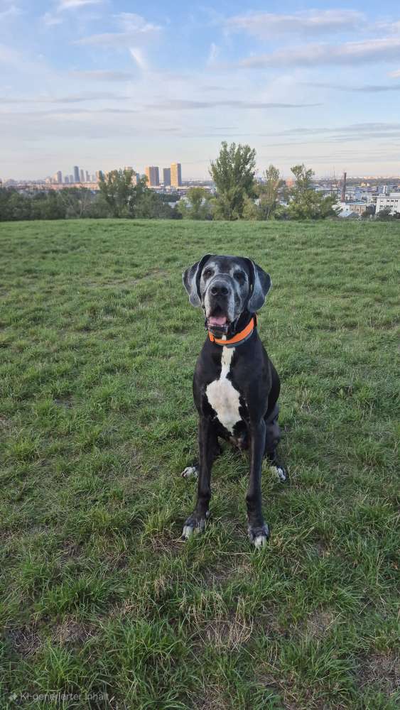 Hundetreffen-Treffen-Profilbild