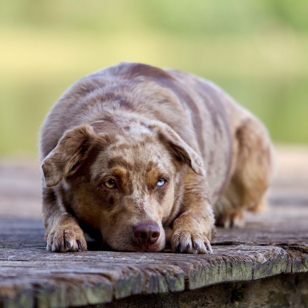 Hundetreffen-Spielrunde/Gassirunde-Profilbild