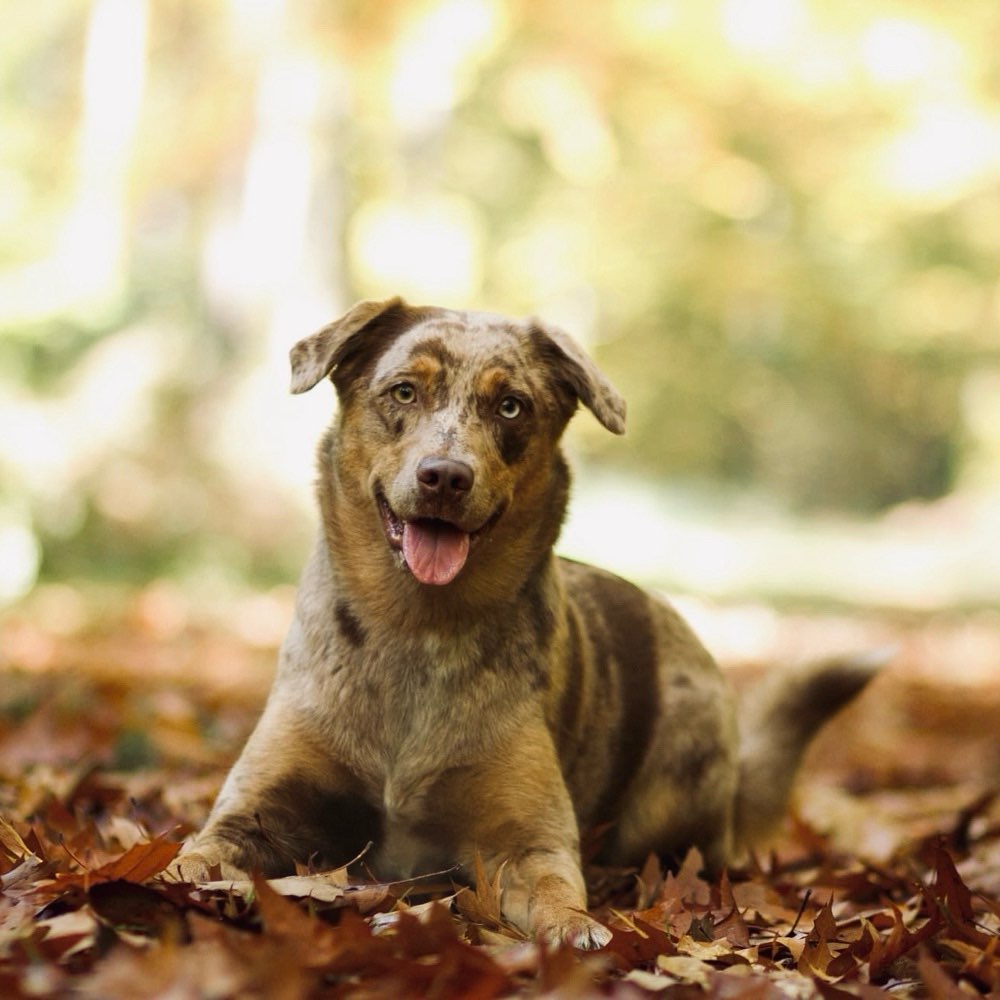 Hundetreffen-Spielrunde/Gassirunde-Profilbild