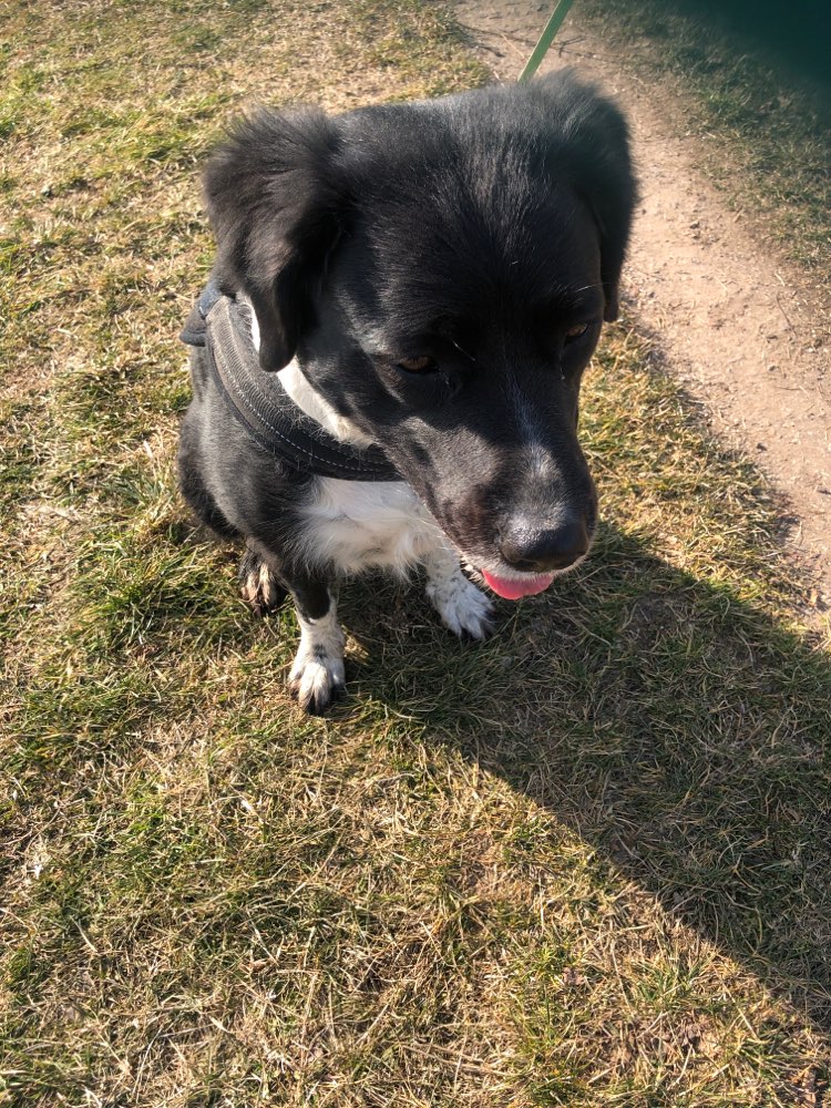 Giftköder-Rattengift (in Wurst versteckt)-Profilbild