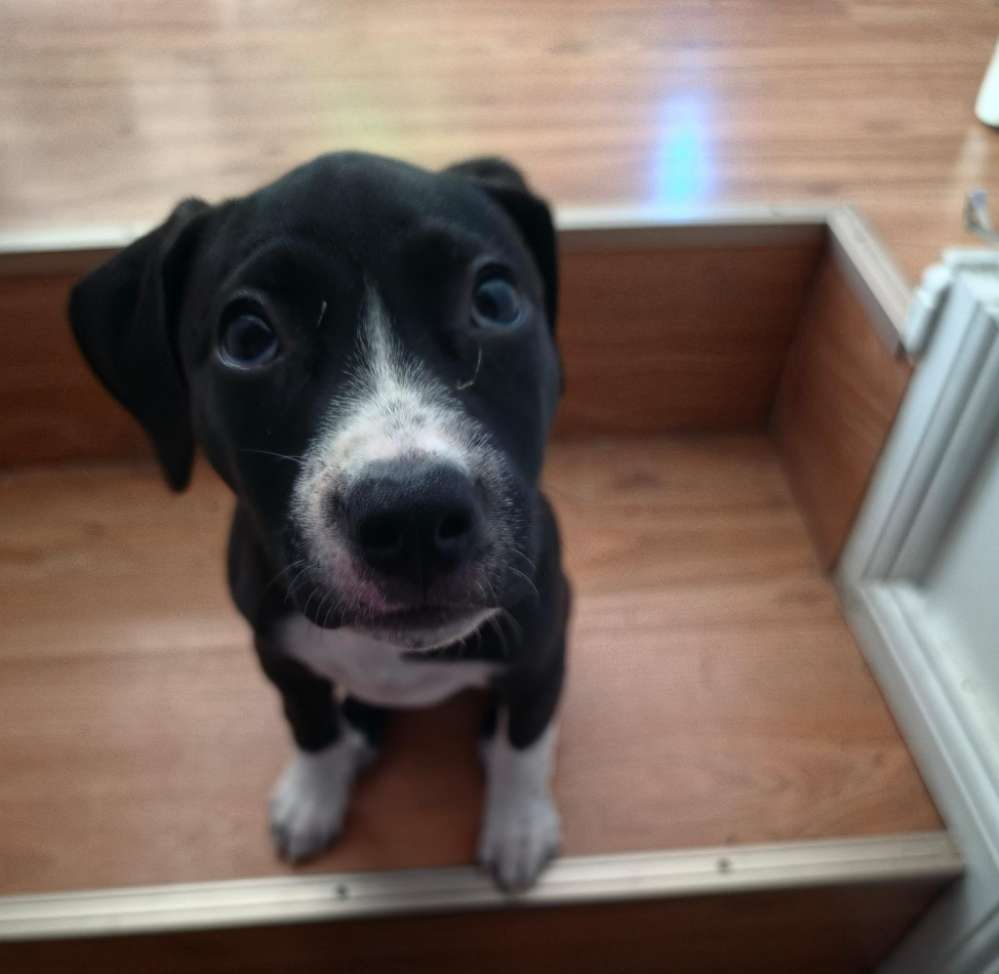 Hundetreffen-Welpenspielgruppe in Weißensee: Kleine Pfoten gesucht!-Profilbild