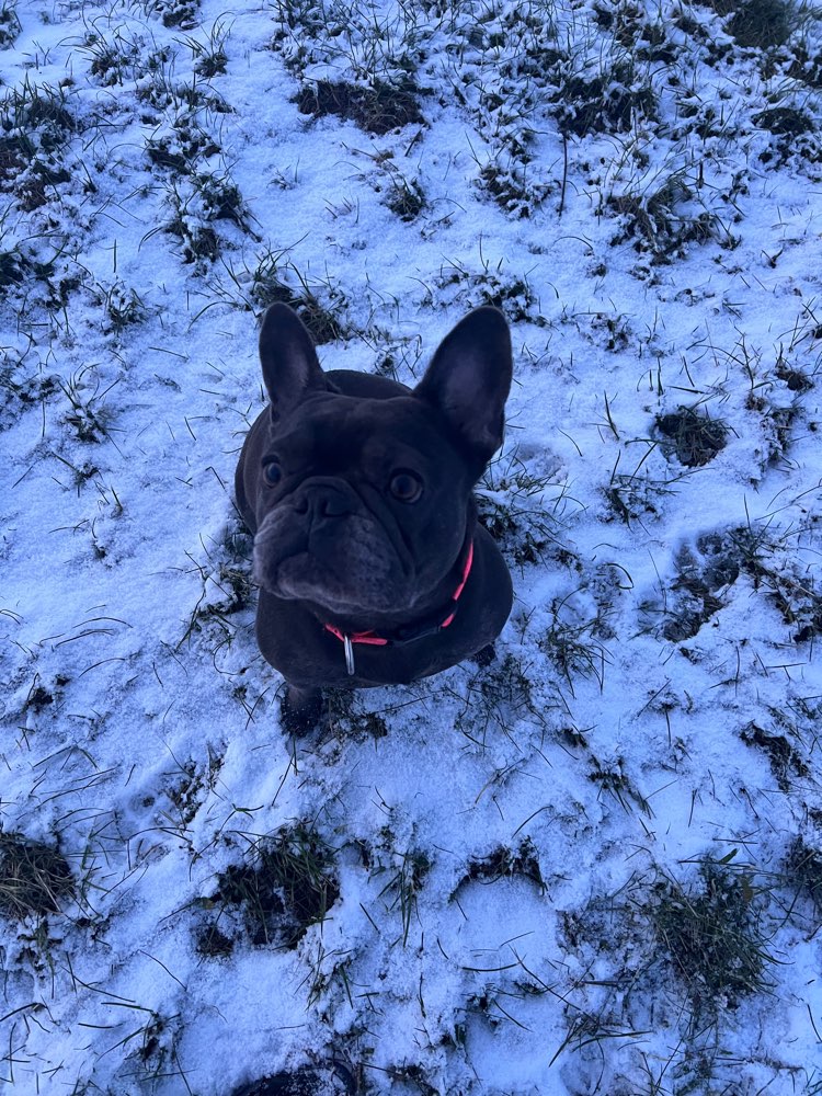 Hundetreffen-Spielrunde im Salzlandkreis-Profilbild