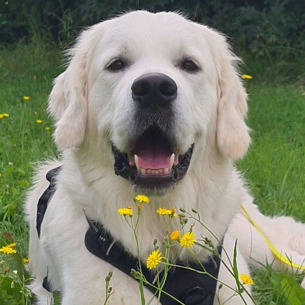 Hundetreffen-Gassi-Kumpel gesucht-Profilbild