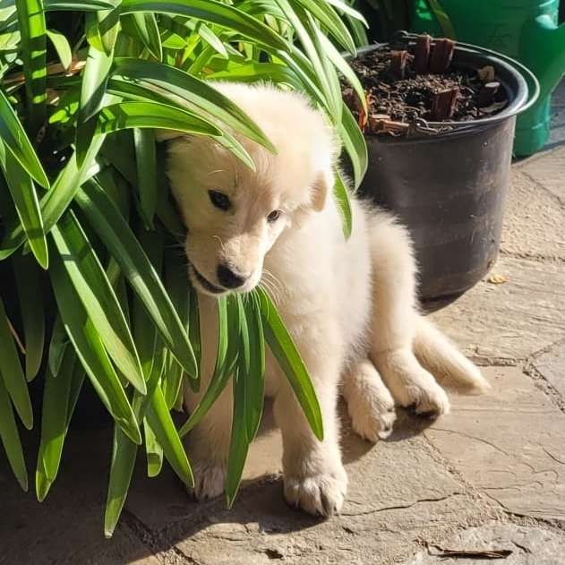 Hundetreffen-Welpentreffen im Untereichsfeld-Profilbild