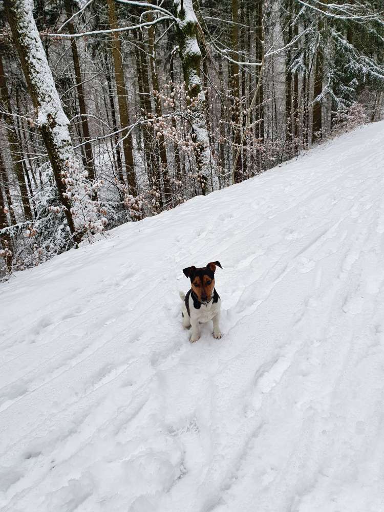 Hundetreffen-Gassirunde in Gerlingen-Profilbild