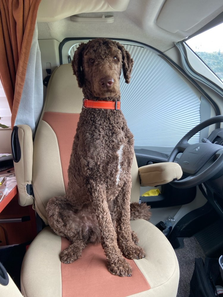 Hundetreffen-Suche Spielkumpel-Profilbild