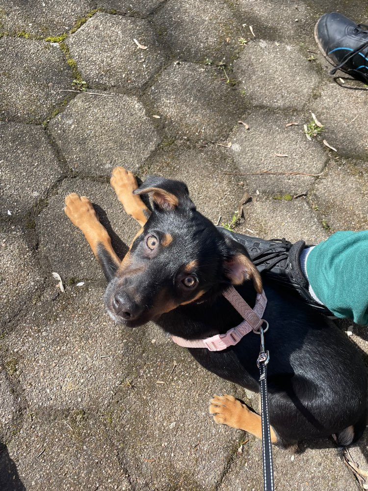 Hundetreffen-Hundefreund gesucht-Profilbild