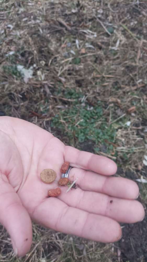 Giftköder-Giftköder um das Rückhaltebecken-Profilbild