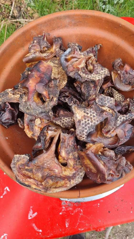 Giftköder-Päparierte Schweineohren-Profilbild