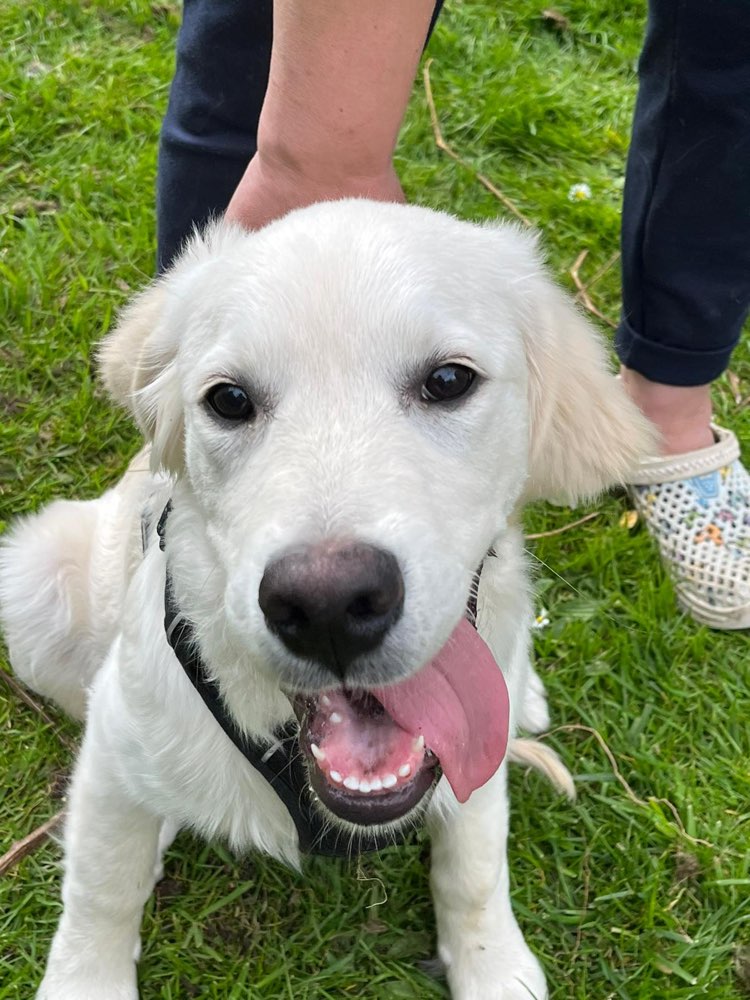 Hundetreffen-Spielgefährten gesucht-Profilbild