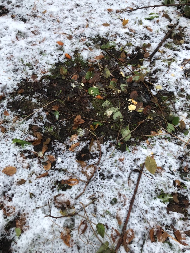 Giftköder-Zwiebel Hühnchen Klöße am Baum-Profilbild