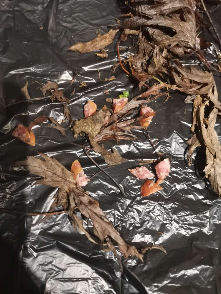 Giftköder-Fleisch fund-Profilbild