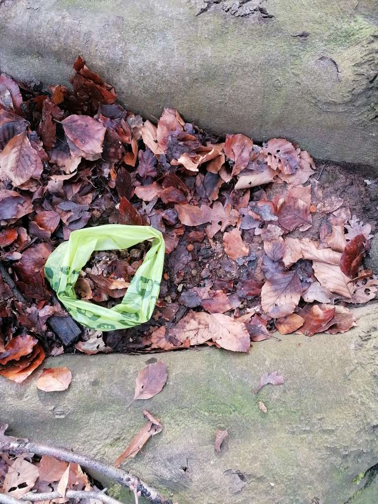 Giftköder-Diverses Futter unter Blättern vergraben-Profilbild