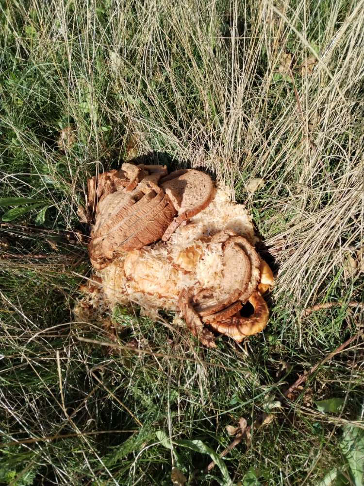 Giftköder-Essensreste?!?-Profilbild