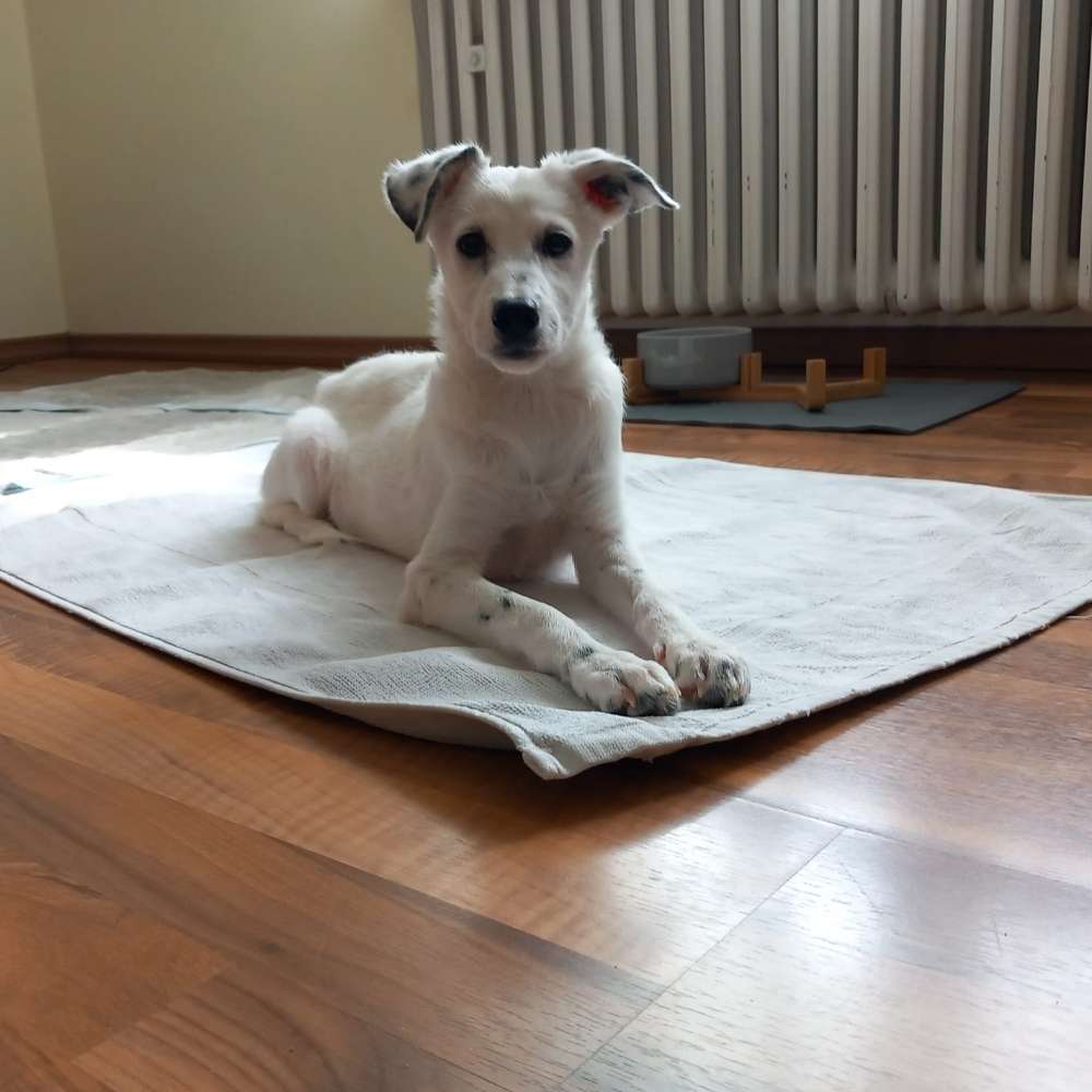 Hundetreffen-Spieltreff in Wetzlar und Umgebung-Profilbild