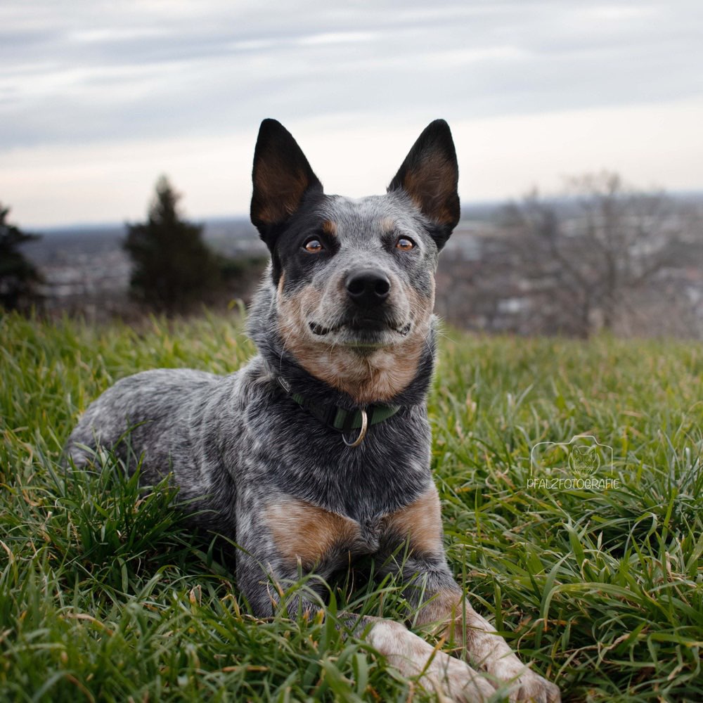 Hundetreffen-Social Walk-Profilbild