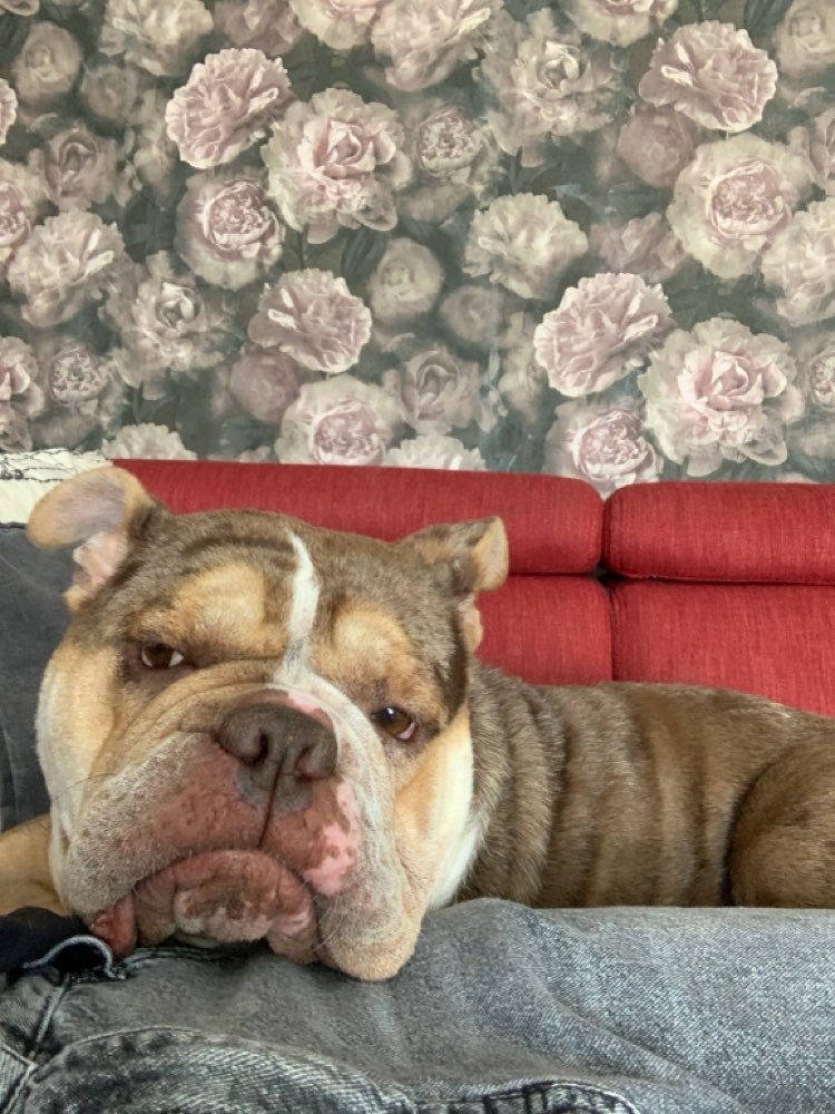 Hundetreffen-Gemeinsam Gassi und spielen-Profilbild