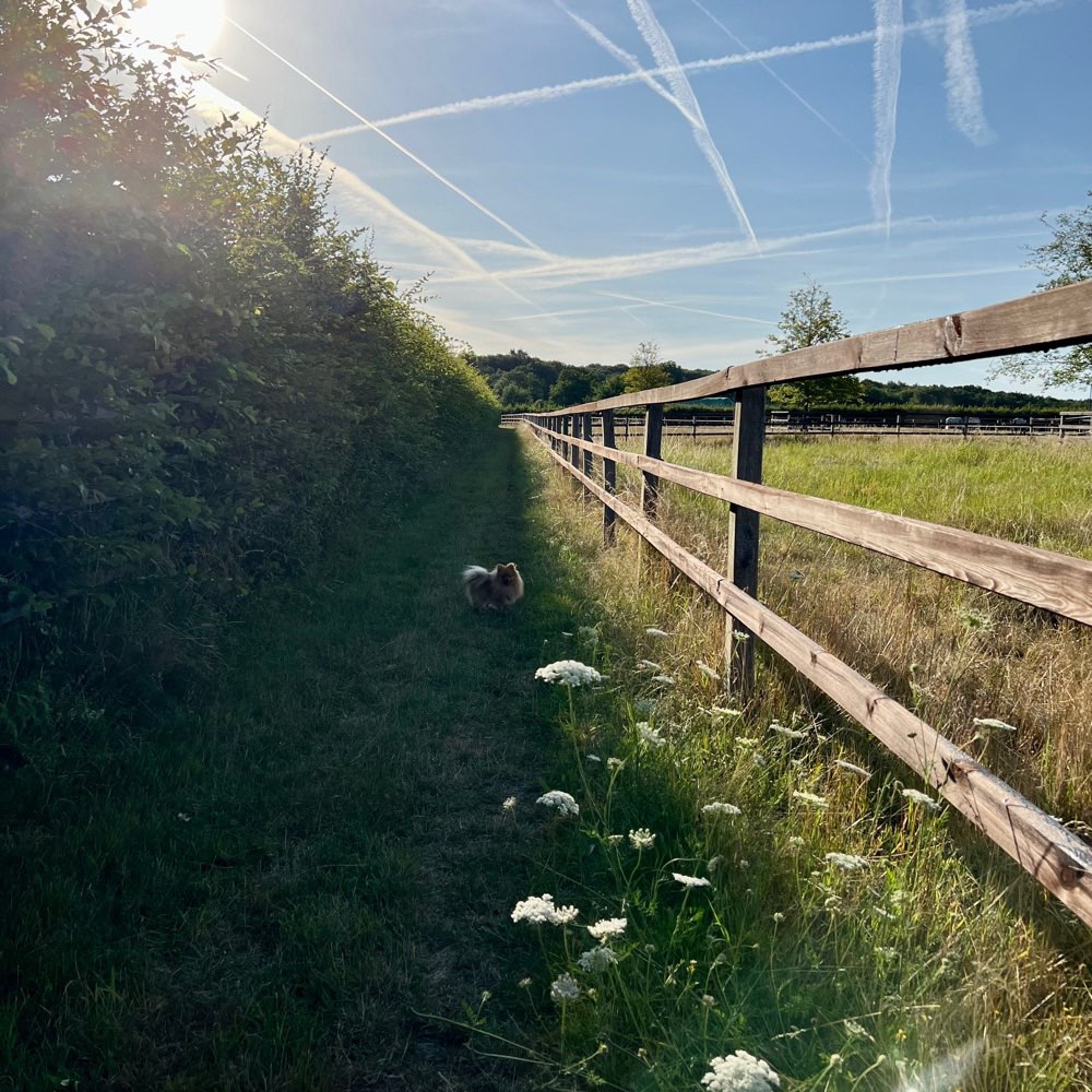 Hundetreffen-Spielpartner für Bobby-Profilbild